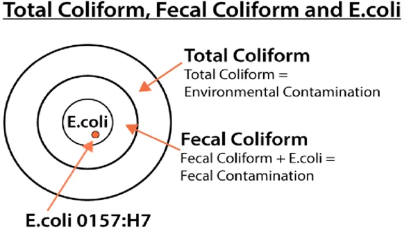 باکتری کلیفرم کل (Total Coliform)